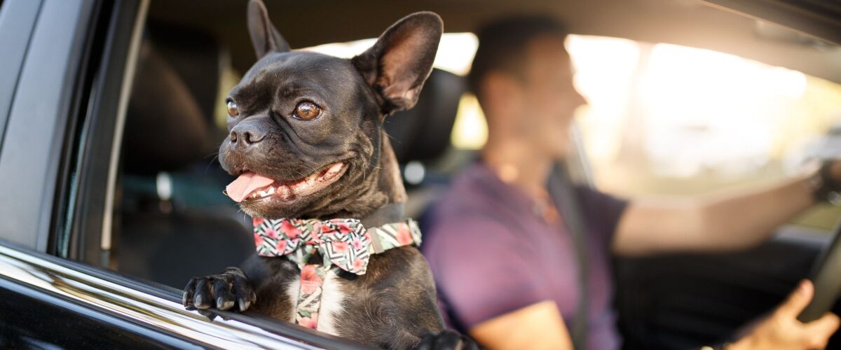 What You Need to Think About Before Traveling with Your Pet